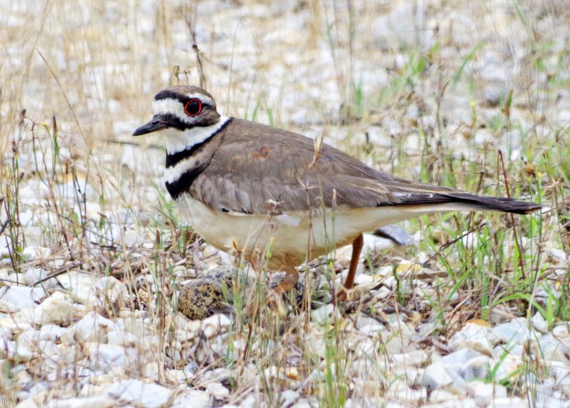 The killdeer lives in Arkansas year-round, nests here and is common here, making it the state’s most familiar shorebird.