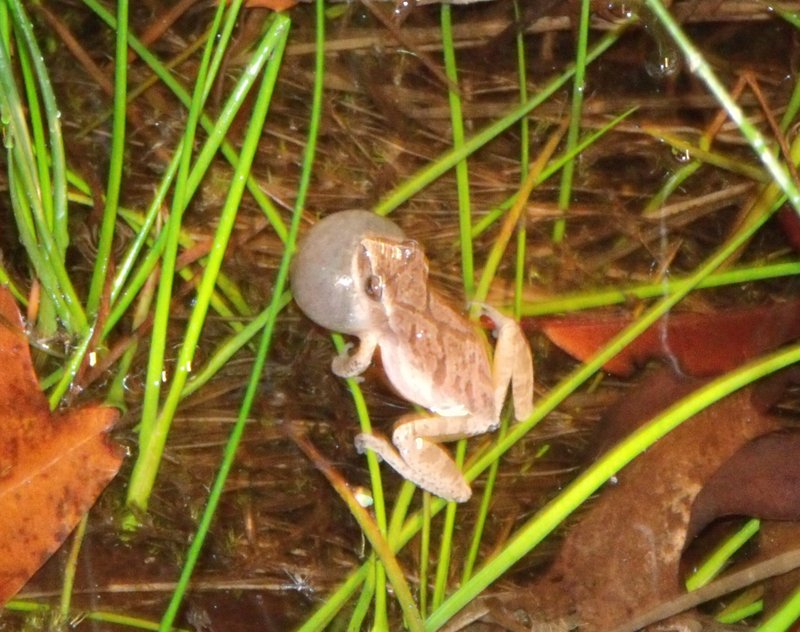 Courtesy photo/Tom Krohn, Arkansas FrogWatch The first frog to call in many places around Northwest Arkansas, the spring peeper signals the coming of spring. The males will call as early as January (if warm enough) to May. These frogs will gather at the watering hole by the hundreds and will call all night. Females will lay several hundred eggs, which are attached individually to leaves and other water vegetation. Tadpoles will hatch in a few days and develop into frogs in a month and a half to three months. These frogs climb trees and have well-developed toe pads.