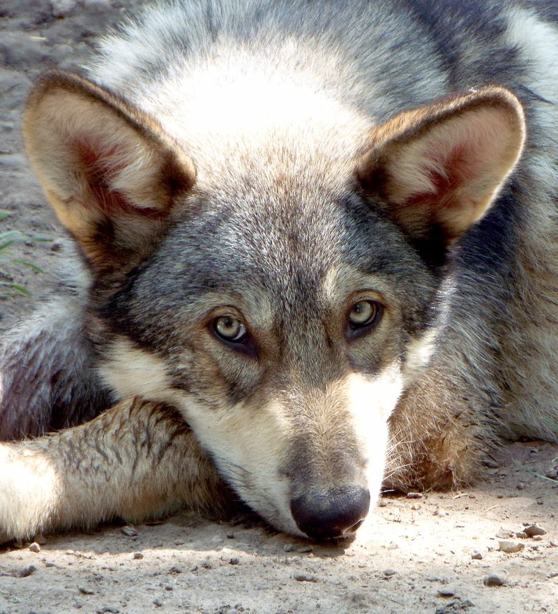 
A 16-week-old wolf pup rests in the shade in a large enclosure at the petting zoo of the Wild Wilderness Drive-through Safari in Gentry on June 14, 2016.