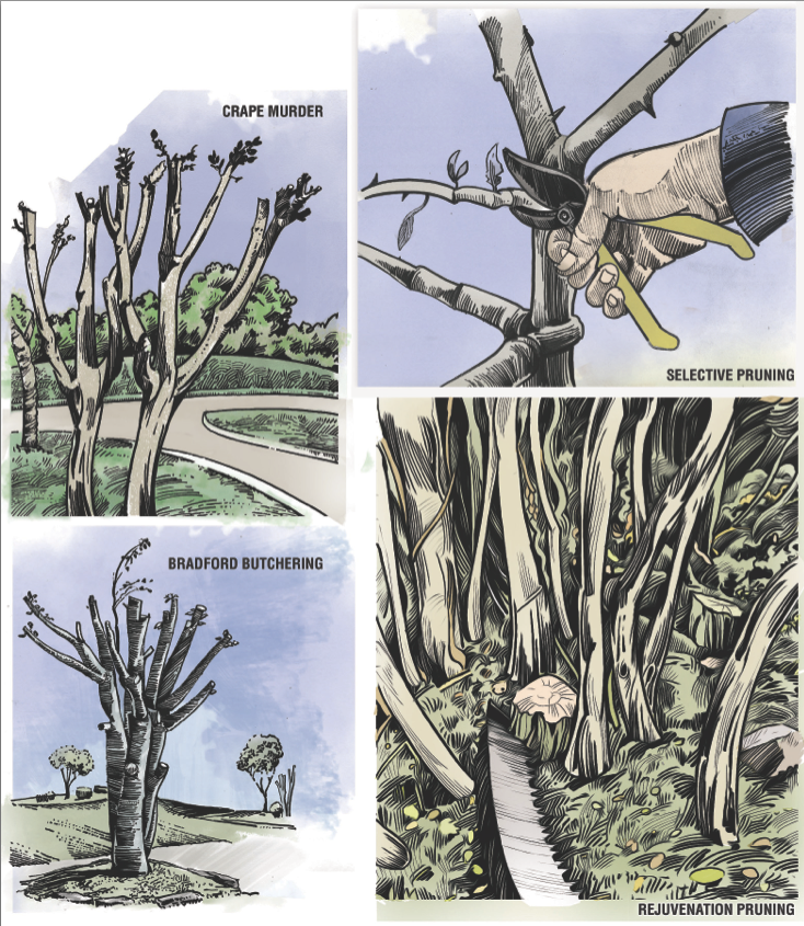 Arkansas Democrat-Gazette 3 rules of pruning Illustration

