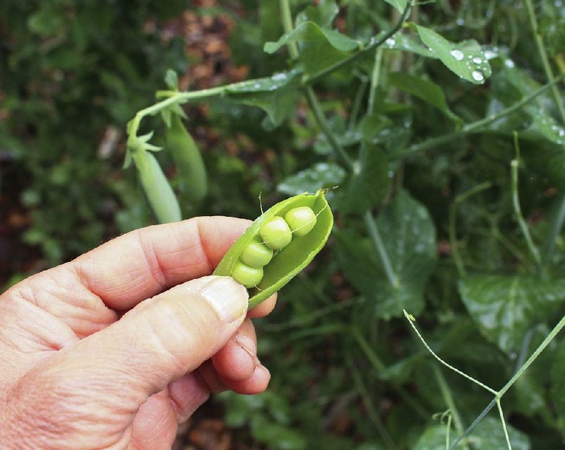 Shelling peas don’t travel well because their sugars begin to turn to starch as soon as they are picked, making this vegetable a must-have home garden delicacy.
