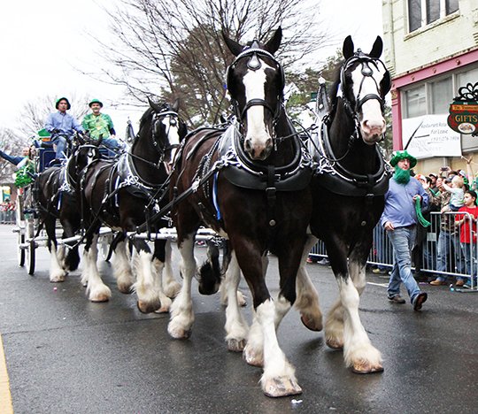 The Sentinel-Record/Lorien E. Dahl CLYDESDALES: The Express Employment Professional Clydesdales make their way onto Bridge Street Friday during the First Ever 14th Annual World's Shortest St. Patrick's Day Parade. The team made its first appearance in the parade this year.