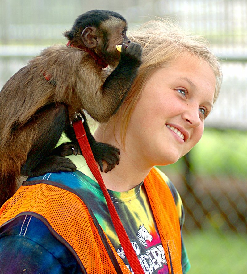 File Photo by Randy Moll Brieann Ward, a keeper at the Wild Wilderness Safari, showed visitors a capuchin in the summer of 2013.