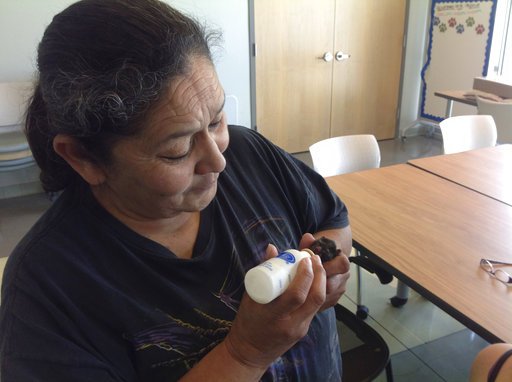 In this March 21, 2017 photo Diane Chase, feeds one of four kittens born to a stray cat that got its head stuck in a peanut butter jar after she was rescued the day before at the San Jacinto Shelter in Riverside, Calif. 