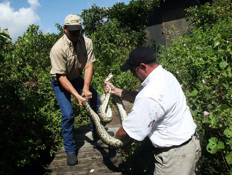 Maumelle city employees Jessie Bordell (left) and Marc Shannon wrangle one of the nine pythons found around Lake Willastein on Monday. No snakes were harmed in the annual relocation.Fayetteville-born Otus the Head Cat’s award-winning column of humorous fabrication appears every Saturday
