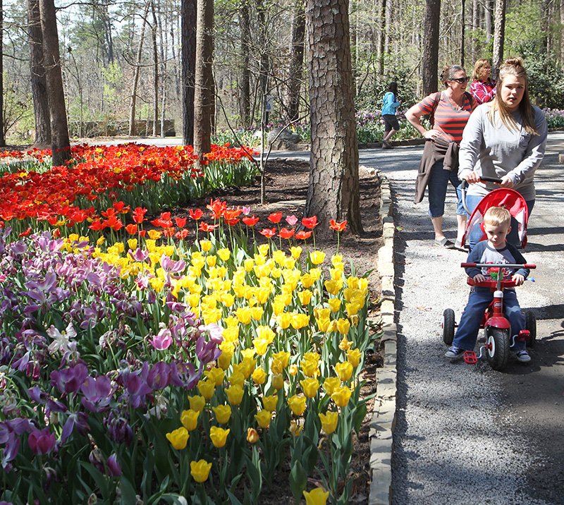 The Sentinel-Record/Richard Rasmussen Randi Carr pushes her son, Barrett Carr, 2, past some of the famous tulips on display at Garvan Woodland Gardens on Thursday. The gardens are open from 9 a.m. to 6 p.m. daily.