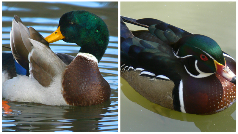 A mallard duck, left, and a wood duck. (Democrat-Gazette file photos)