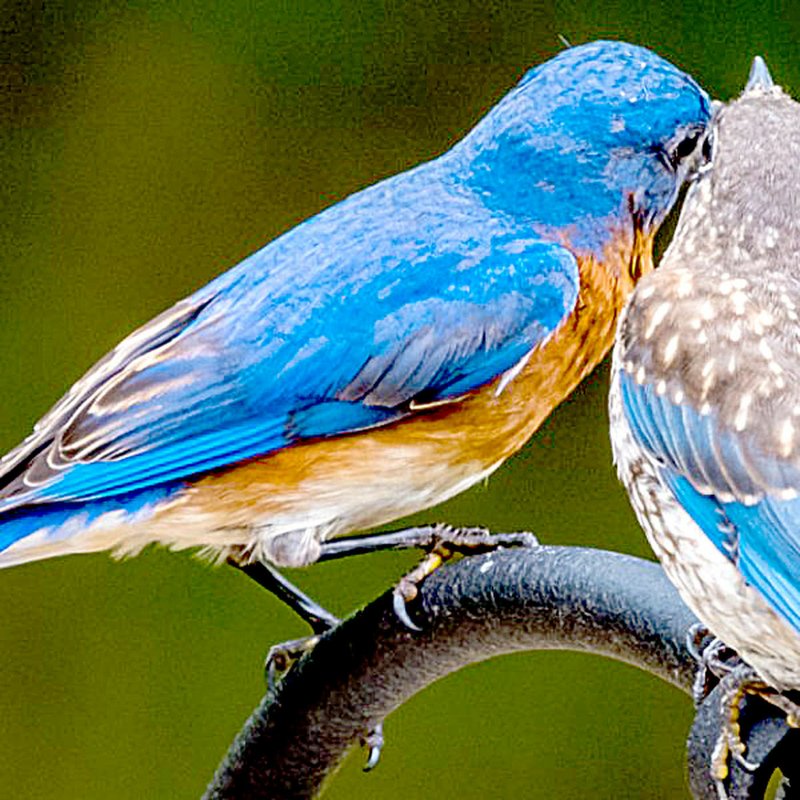 Photo courtesy of Gary Frigon The Bella Vista Bluebird Society website is a good source of information and photos of bluebirds.