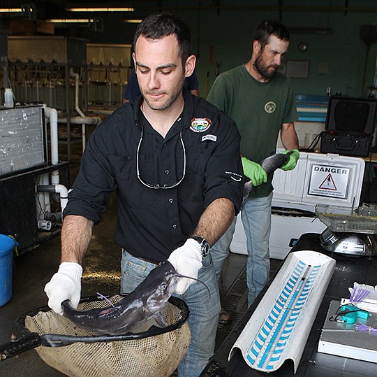 Hatchery prepares fish for challenge | Hot Springs Sentinel Record