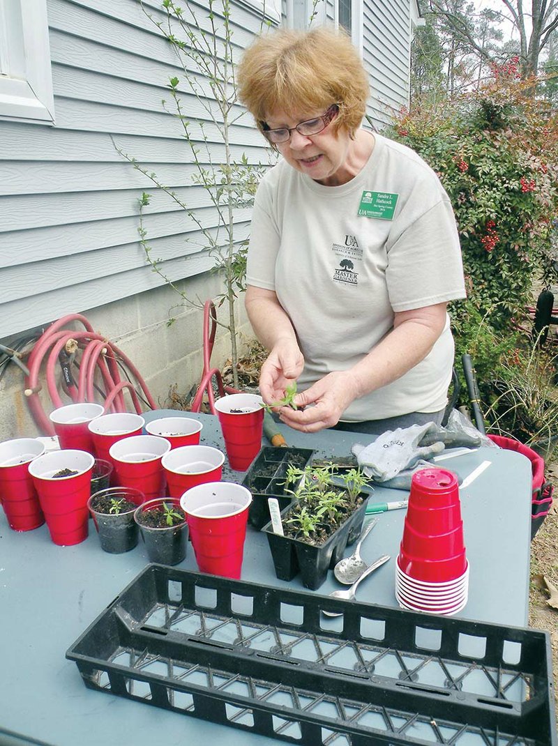 Sandra Hathcock transplants tomato plants into larger containers. A variety of vegetables, herbs and plants will be available at the Hot Spring County Master Gardeners plant sale Saturday at the Hot Spring County Fairgrounds in Malvern.