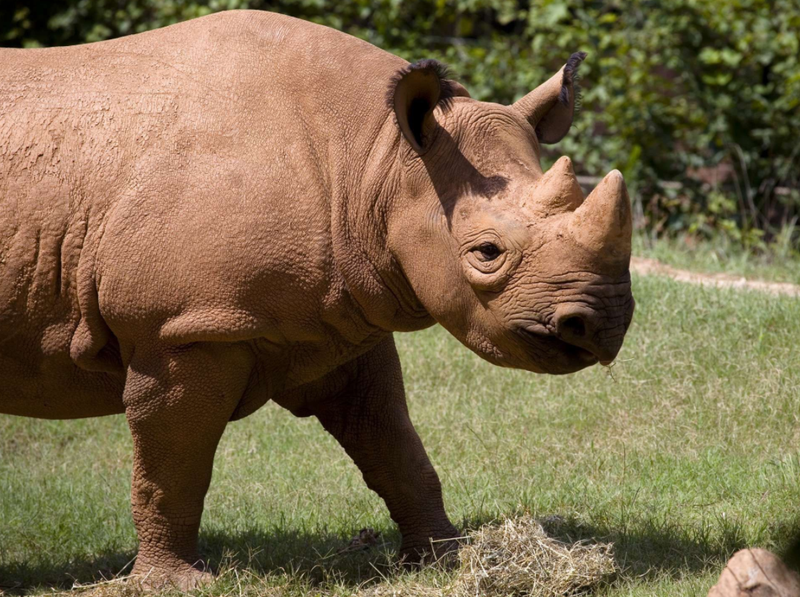 Andazi the Rhino.