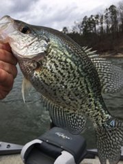 Crappie fever  The Arkansas Democrat-Gazette - Arkansas' Best