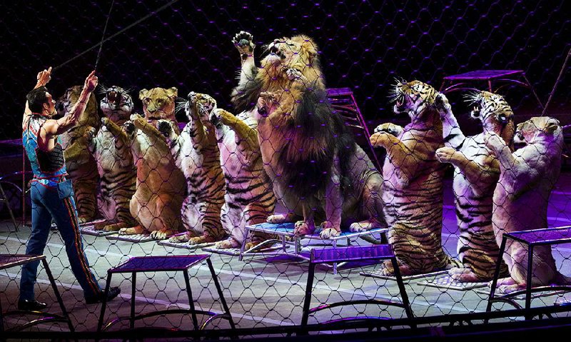 Animal trainer Alexander Lacey gets his cats’ attention during a March 31 performance in Washington. 