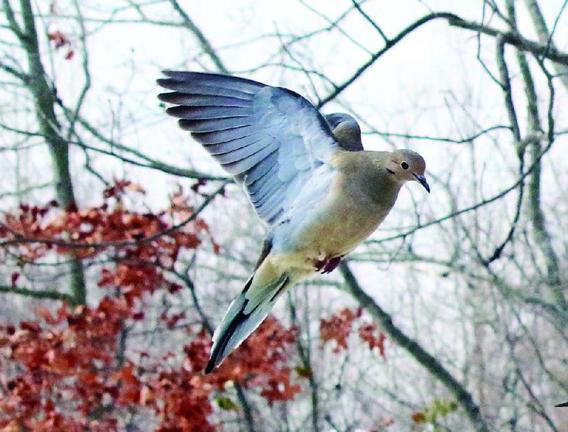 The mourning dove is named for its soft, mournful, cooing song. Its nonaggressive habits validate the use of the dove as a symbol of peace. 
