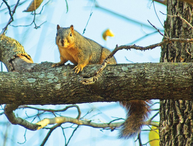 When fishing, anglers commonly see fox squirrels, but few fishermen consider the animals threatening — until one inadvertently gets shaken from its tree and into the boat.