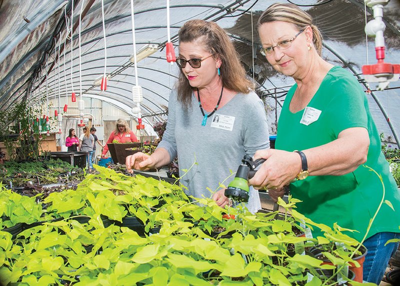 White County Master Gardeners LuLynn Keathley-Richardson of Beebe, left, and Marilyn Sims of Searcy water the plants that are being stored at the Searcy High School greenhouse. The local Master Gardeners will have a plant sale from 8 a.m. to 2 p.m. Saturday at the Carmichael Community Center in Searcy. The public is invited, and there is no admission charge.