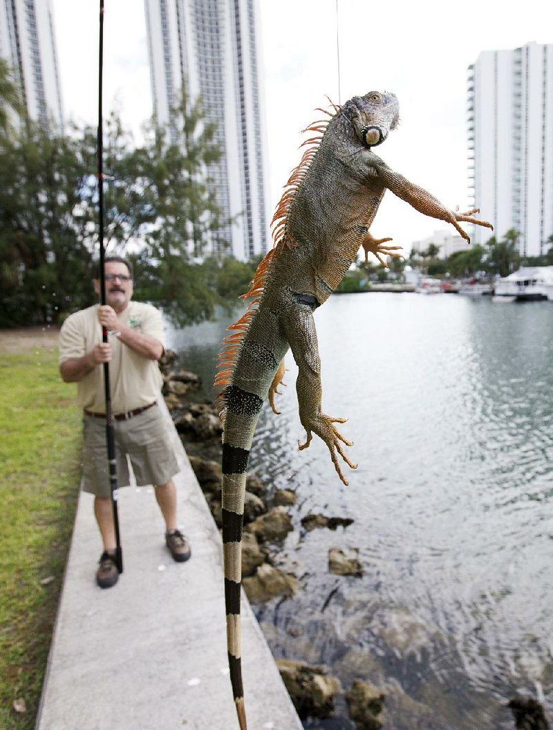 Trapper Brian Wood uses a fishing pole with a wire attached to snare an iguana in Sunny Isles Beach, Fla.