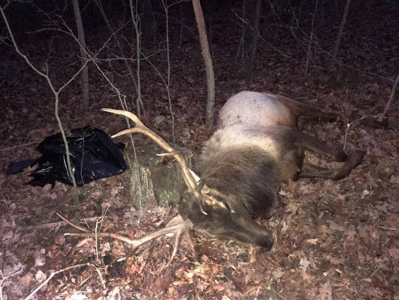 This photo from the Arkansas Game and Fish Commission Facebook page shows an elk killed on private land in Newton County, authorities said.