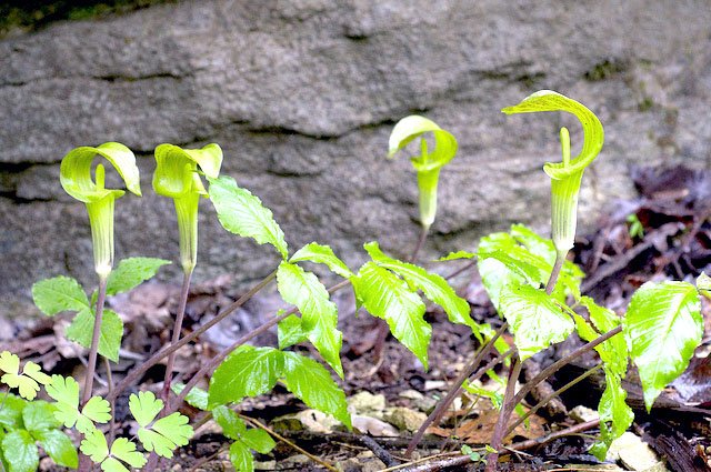 Jack-in-the-pulpit