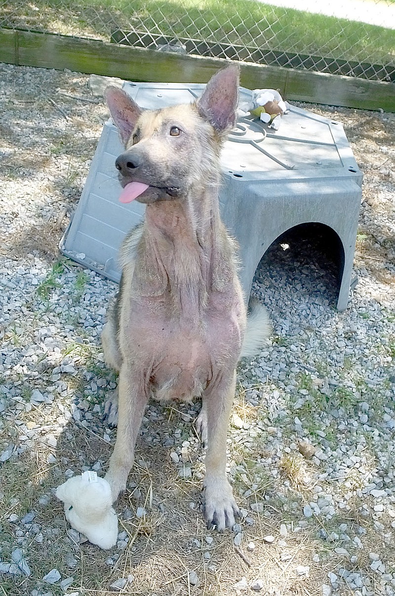 Lynn Atkins/The Weekly Vista Marshall came into the Bella Vista Animal Shelter with a severe case of mange last summer. He looked and smelled bad, but the shelter staff knew they could help. A few weeks later (when this photo was taken), with medication and medicated baths, Marshall was feeling better, but still looked bad.