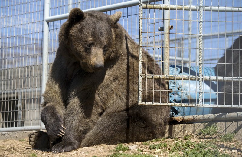 Huggy, a Russian brown bear, rests in his enclosure last month at Turpentine Creek Wildlife Refuge in Eureka Springs. Huggy was one of the five bears rescued last year from a failing zoo in Colorado. The “Cats at the Castle” benefit Saturday will help build a habitat for Huggy and more of the 100-plus animals under the refuge’s care.