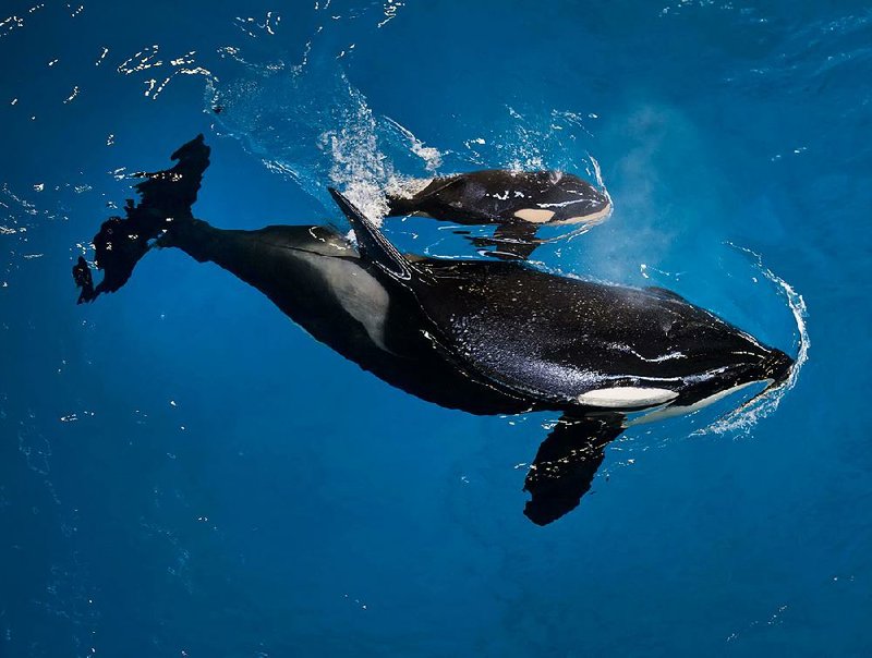 In this image provided by SeaWorld, orca Takara helps guide her newborn to the surface Wednesday at the SeaWorld park in San Antonio.