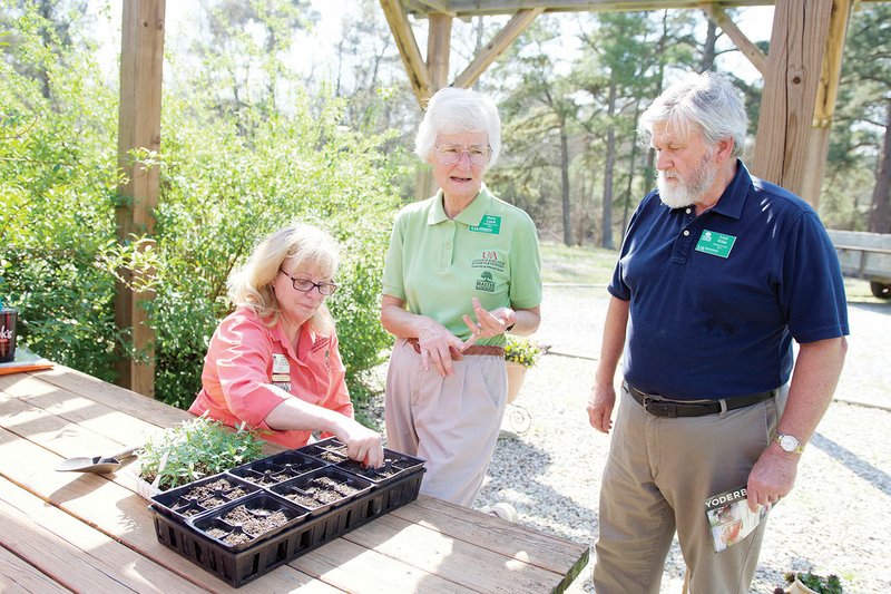 The Garland County Master Gardeners’ plant sale Saturday will feature a variety of plants, including those that are especially beneficial to butterflies and bees. Marty Lynch, center, discusses the milkweed plant, which benefits the monarch butterfly, with Diane Daniel, seated, chairman of this year’s plant sale, and Loyd White, one of the newest members of the local gardening group. Several Master Gardeners gathered recently at Lynch’s home to repot milkweed plants for the sale, which will open at 8 a.m. Saturday at the Hot Springs Farmers & Artisans Market.