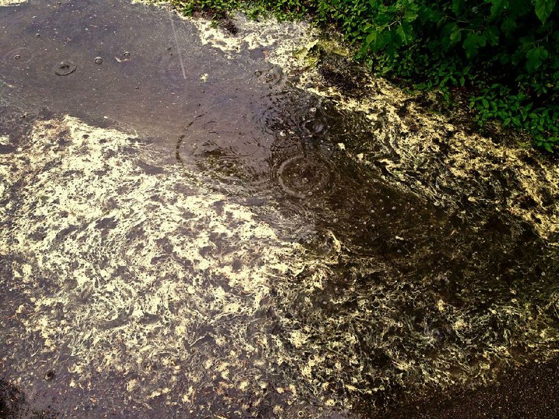 Yellowish pollen slime forms on a puddle after a recent shower. State officials warn it’s likely to get worse before it gets better. Fayetteville-born Otus the Head Cat’s award-winning column of humorous fabrication appears every Saturday.