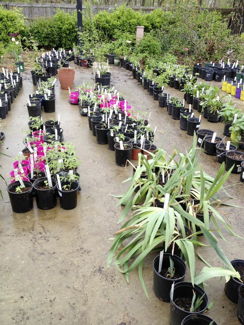 Courtesy photo Plants are being prepared for the Benton County Master Gardeners fourth annual Lawn & Garden Expo that will be held from 8 a.m. to 1 p.m. Saturday (rain or shine) at First United Methodist Church, 201 NW Second St. in Bentonville. Members have been potting plants from their gardens to share at the spring plant sale, which will include native plants, perennials, trees, herbs, annuals and vegetables. Discover bargains and treasures at the Lawn & Garden Expo offering new and gently used and experienced tools. There is also the opportunity to “Ask a Master” for advice on plants, take in presentations on organic gardening and composting, tool sharpening, learn about bee keeping, raising chickens, pest identification and more. Admission is free. All proceeds from sales go to support local community and garden projects in Benton County. Information: home.bentoncountygardening.org.