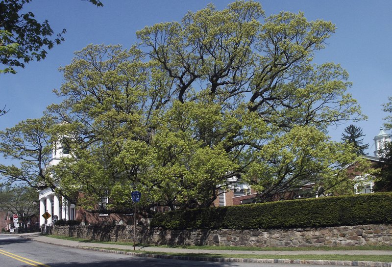 This 2006 photo provided by the Basking Ridge Presbyterian Church shows a 600-year-old white oak tree that's believed to be among the oldest in the nation, in Bernards, N.J. Crews are scheduled to remove the church's tree which was declared dead after numerous problems started appearing in the summer 2016.