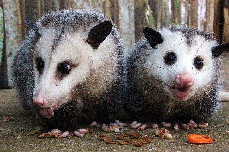 Waffles (left) and Mavis, the Little Rock Zoo’s 3-year-old Virginia opossums, are protected from parasites by monthly doses of Revolution and occasionally bathed with dog shampoo.