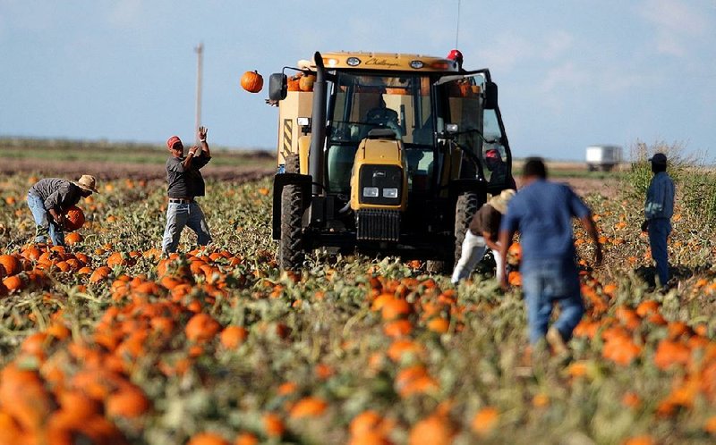 Migrant workers harvest pumpkins on a farm in Luna County, N.M., in this file photo. Farming leaders have begun lobbying politicians to address immigration in a way that won’t deprive the agricultural industry of needed workers.