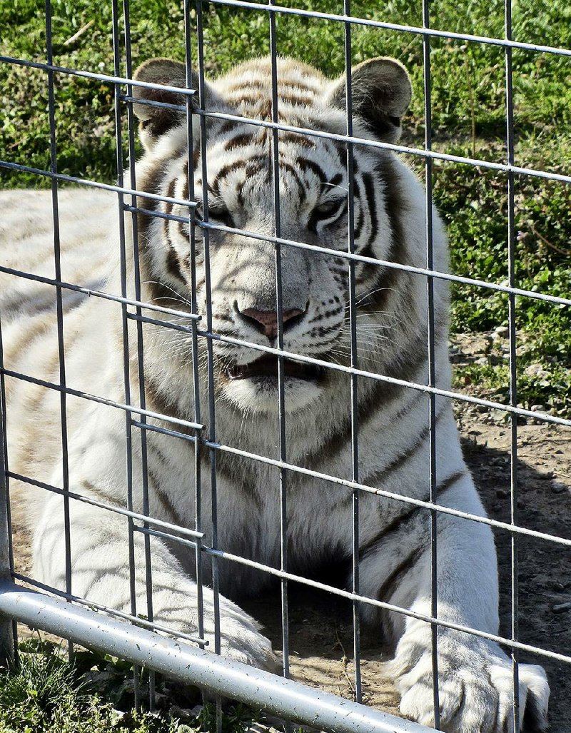 Aurora is a female white tiger living at Turpentine Creek Wildlife Refuge. The sanctuary south of Eureka Springs is celebrating its 25th anniversary this month.