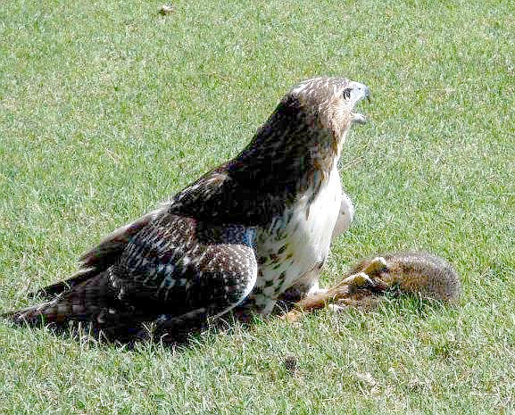 Photo Courtesy of Wendy Barnes Staff at Berksdale Golf Course see more wildlife then the golfers since they beginning early in the morning.