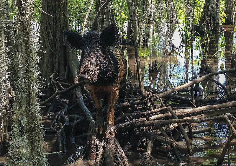 A wild boar walks through a swamp in Slidell, La., earlier this month. 