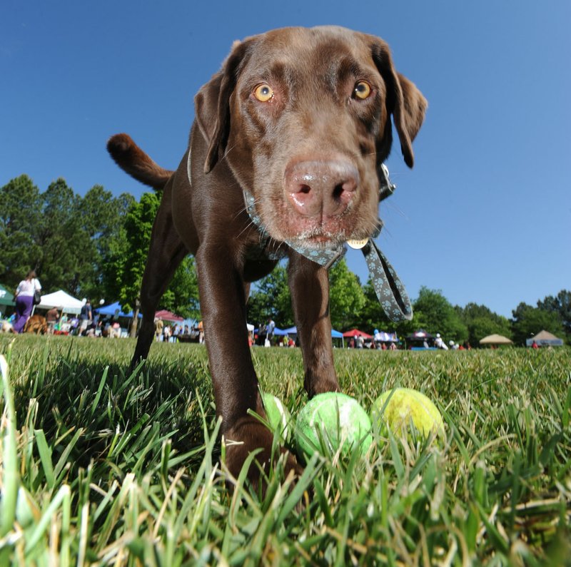 NWA Democrat-Gazette/ANDY SHUPE Amy McCann’s dog, Nitro, collects three tennis balls during the 24th annual “Dogwood Walk” at Gulley Park in Fayetteville. This year’s event features games, contests, vendors and a walk around the park to benefit the Humane Society of the Ozarks.