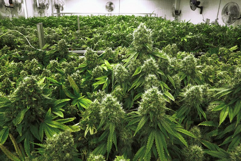 File Photo/AP/SETH PERLMAN In this Sept. 15, 2015, file photo, marijuana plants are a few weeks away from harvest in the "Flower Room" at the Ataraxia medical marijuana cultivation center in Albion, Ill.