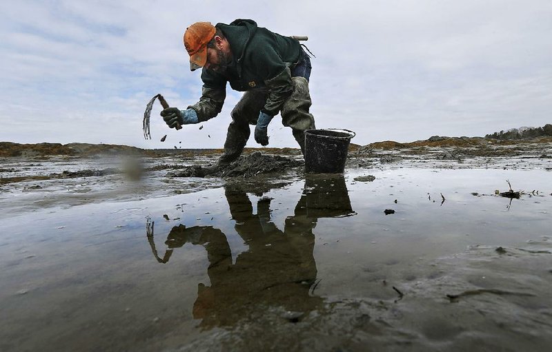 Dan Harrington digs for bloodworms on a mud flat in Freeport, Maine, in March. The bloodworm harvest in Maine has dropped from more than 600,000 pounds in 2004 to less than half that last year.