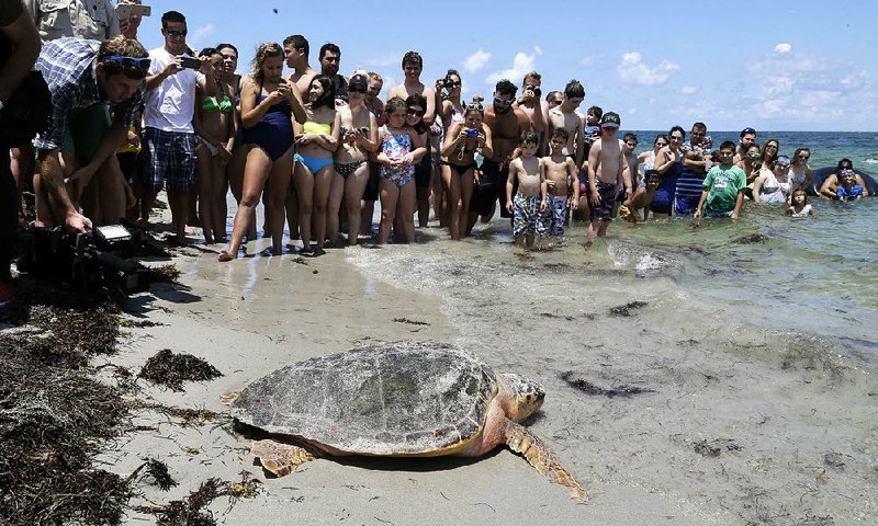 A loggerhead sea turtle heads to the ocean as onlookers watch from a respectful distance at Bill Baggs Cape Florida State Park in Key Biscayne, Fla. 