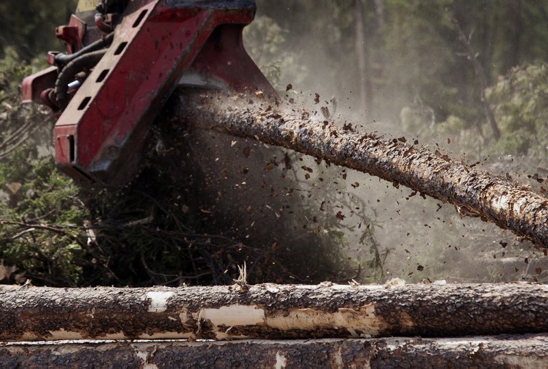 A processor removes limbs from recently harvested pine trees in a forest near Whitecourt, Alberta, Canada, on June 4, 2015.