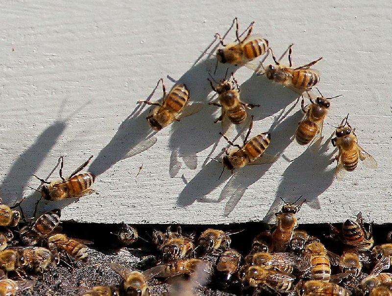 Honeybees observe one another as they ooze from one of beekeeper Ronnie Graham’s hive boxes near Scott.