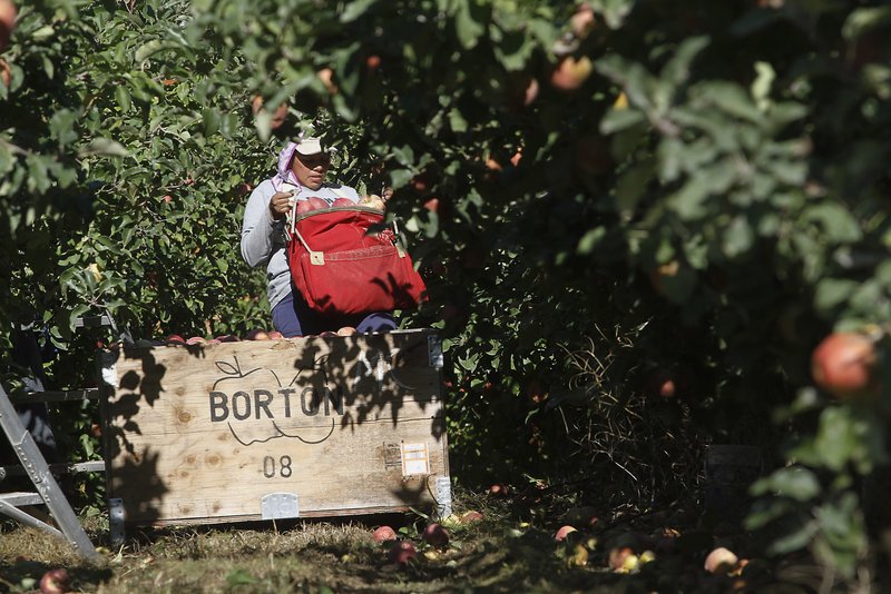 FILE - In this Oct. 3, 2014, file photo, a worker picks apples at Flat Top Ranch in Walla Walla County, Wash. Harvesting the vast fruit orchards of Eastern Washington each year requires thousands of farmworkers, many of them working illegally in the United States. That system could eventually come to an end as at least two companies are rushing to get robotic fruit picking machines to market. 