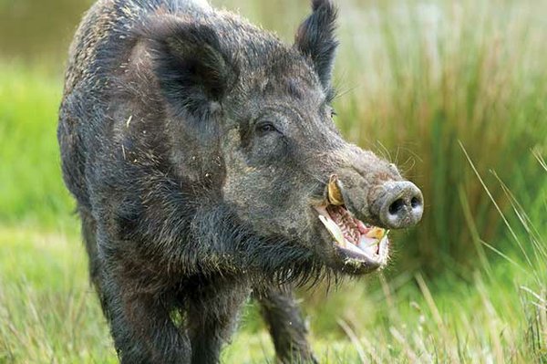 feral-hogs-a-serious-problem