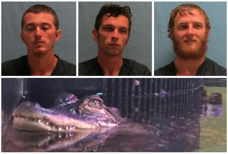 Clockwise from top left: Kevin Patrick, Samuel Cooper, Landon Williamson and a 4-year-old alligator that went missing after a break-in at the Witt Stephens Nature Center in downtown Little Rock. The gator was later returned. 