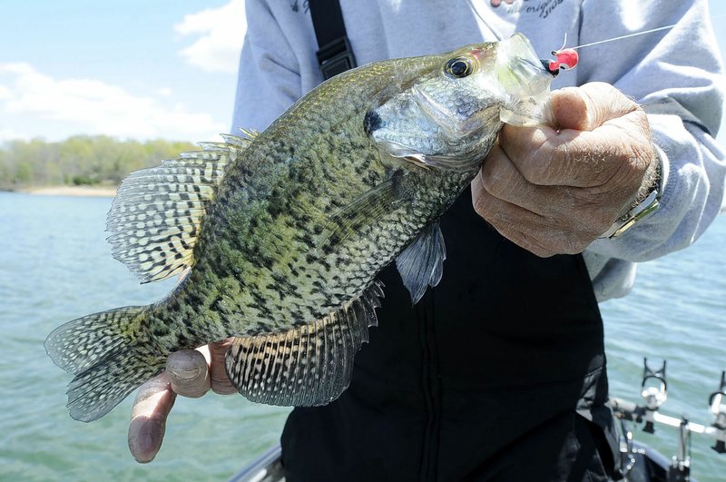 High water at Beaver Lake will help the spawn of crappie, seen here, and largemouth bass.