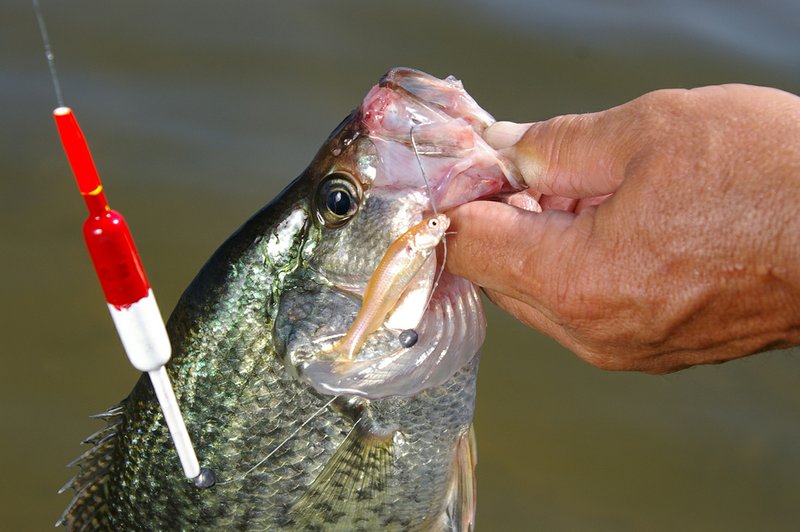 For many anglers, catching crappie is most enjoyable and productive when fishing a live minnow under a bobber.