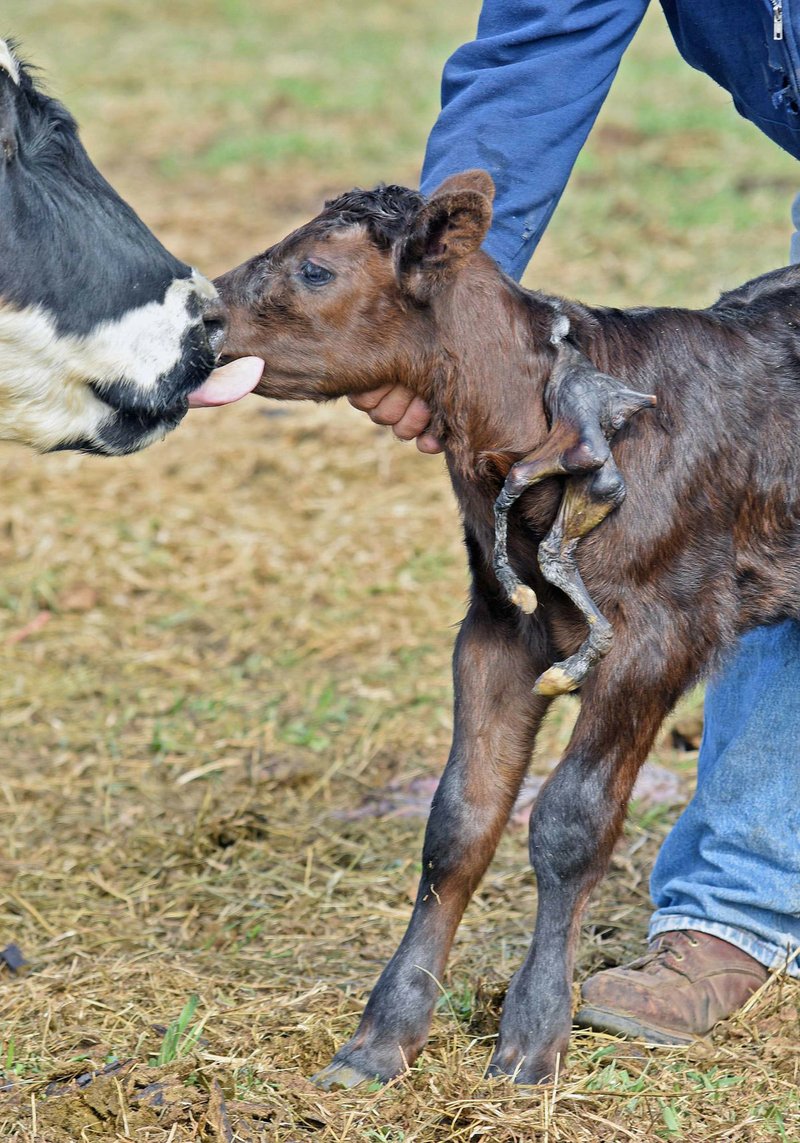 Gerald Skalsky holds the 1-day-old calf with an extra pair of legs attached to its neck on Thursday, May 11, 2017 at his ranch near Beulah, N.D. . The state veterinarian says the extra legs are likely due to a genetic disorder. ( Tom Stromme/The Bismarck Tribune via AP)
