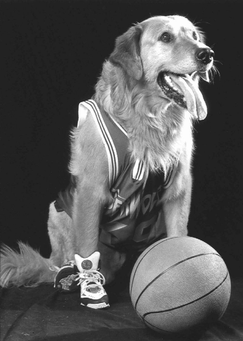 The new pet belonging to Detroit Pistons Coach Stan Van Gundy isn’t Air Bud (above), but he looks like him.