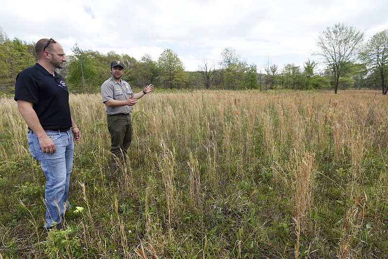 NWA Democrat-Gazette/FLIP PUTTHOFF 
Tanner Bedwell with Benton County Quail (left) looks at acres of native grass at Pea Ridge National Military Park with Nolan Moore, chief of resources at the Civil War park. An effort to boost bobwhite quail numbers at the park and return the park to its Civil War era appearance is ongoing. Since 2015, 474 acres of cedar trees and 130 acres of fescue have been removed, Moore said.