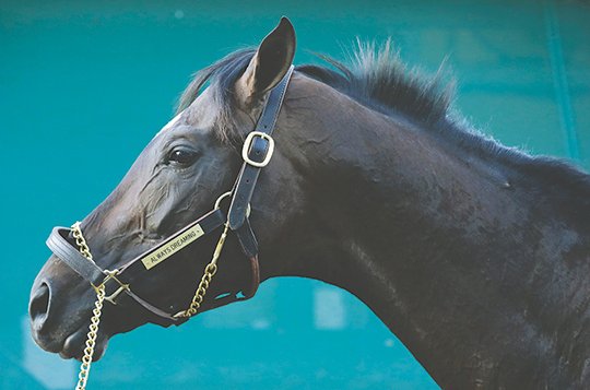 The Associated Press SORTING IT OUT: Kentucky Derby winner Always Dreaming stands outside his barn at Baltimore's Pimlico Race Course, where the Bodemeister colt is training for the Preakness Stakes on Saturday.